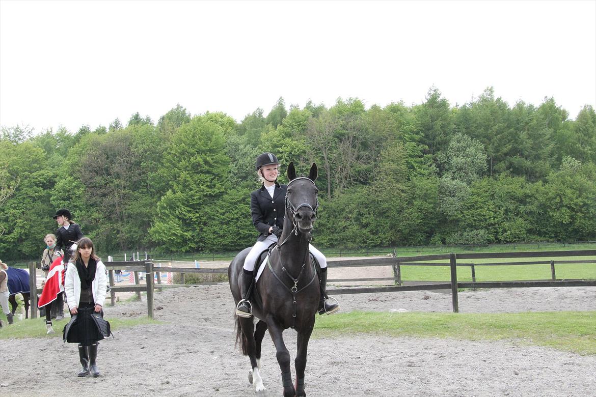 Knabstrupper Gry  billede 1