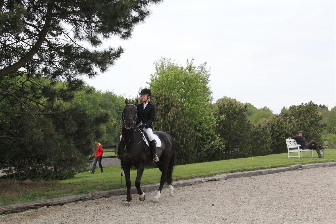 Knabstrupper Gry  billede 2