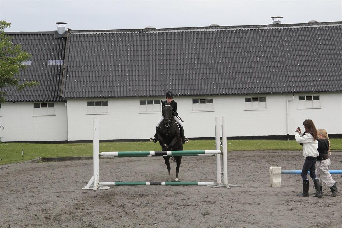 Knabstrupper Gry  billede 3