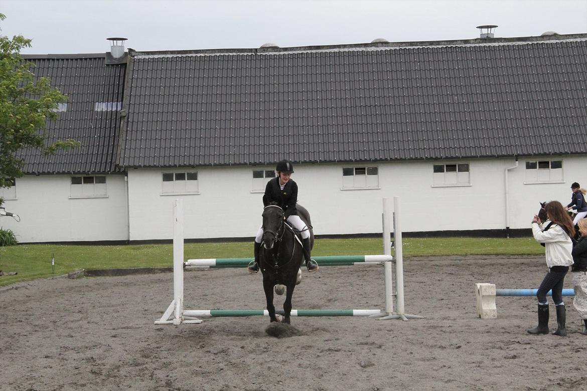 Knabstrupper Gry  billede 4