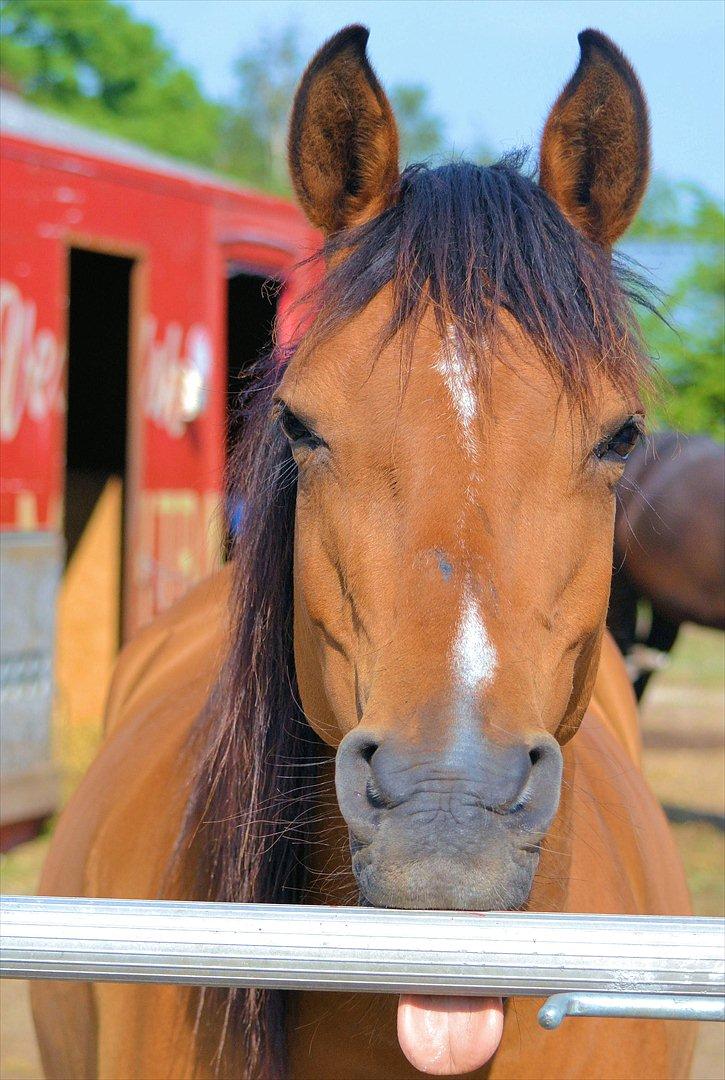 Arabisk fuldblod (OX) cherelda billede 1