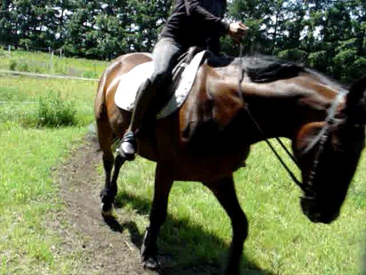 Traver Last Flashlight -  på vej til ridehest <3 billede 19