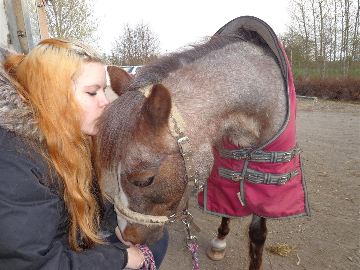 Anden særlig race Sheila *My Soulmate* billede 11