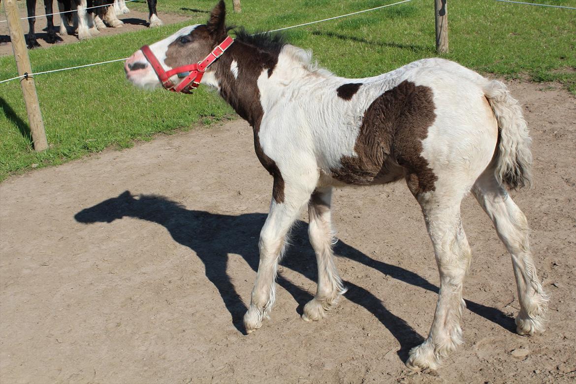 Irish Cob Haven´s Mella - Se hvad jeg kan med mit hoved, er jeg ikke dygtig :o)
Mella snart 1 måned gammel. billede 14