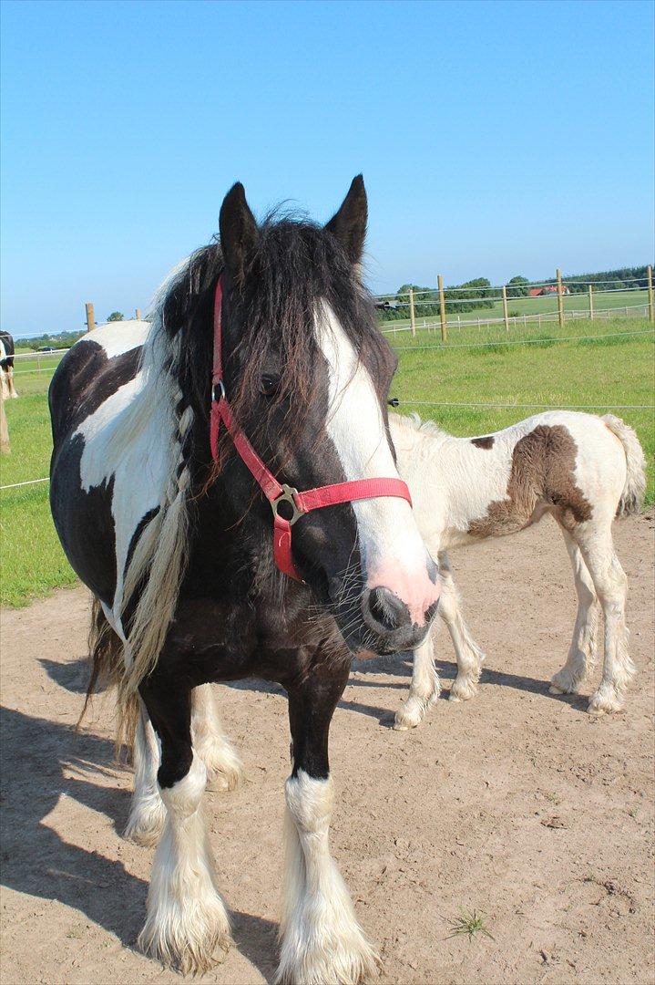 Irish Cob Shakila´s Shanti - Efter sidste dyrlægetjek og nyklippede negle er Mella og jeg flyttet ned på en dejlig stor fold for os selv, ved siden af de andre 7 heste, det er nu meget hyggeligt at lære dem at kende, lidt på afstand. billede 10