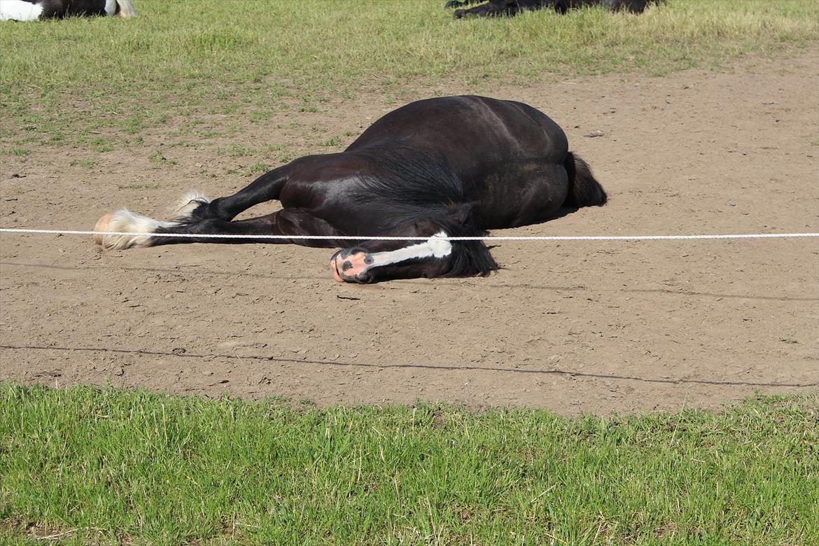 Irish Cob Haven´s Molly *SOLGT* - Lidt unfair, mor var tidligt på folden, allerede kl. 8.30 og vi var slet ikke stået op endnu. billede 6