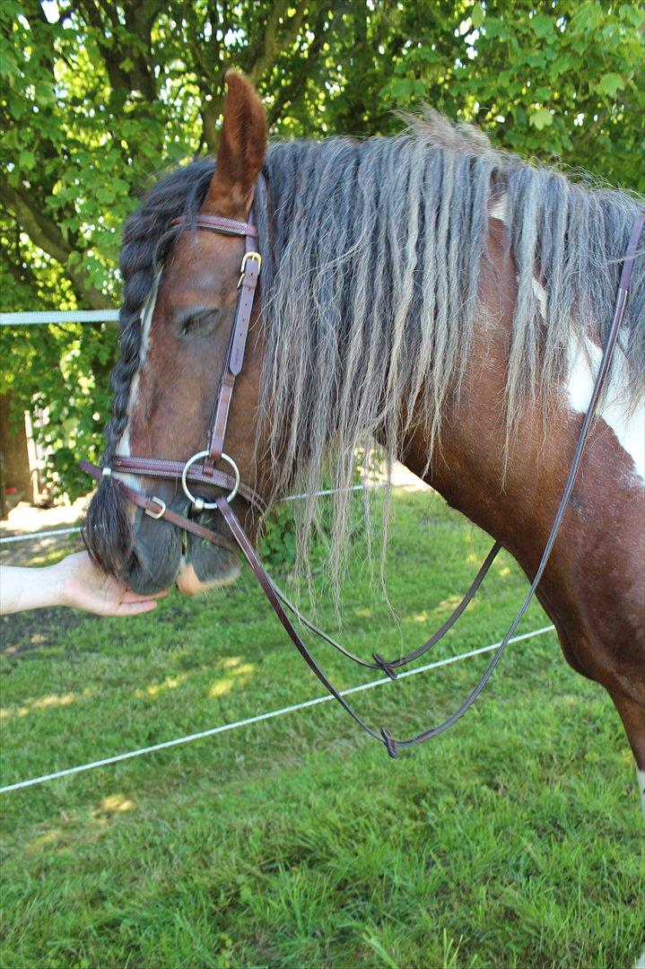 Irish Cob SIR CONNERY De CANTERVILLE - Årh hvor blev jeg dog træt af alt den ridning. billede 19