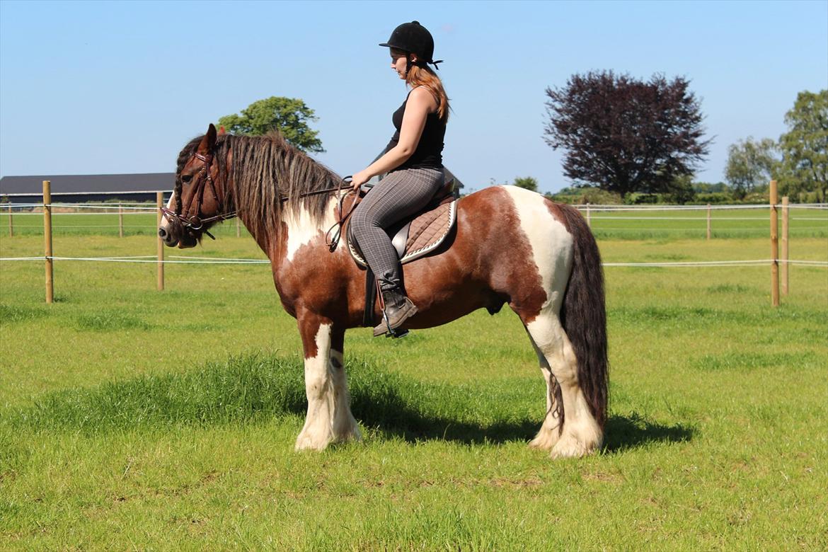 Irish Cob SIR CONNERY De CANTERVILLE - Mille og jeg er ret koncentreret. billede 18
