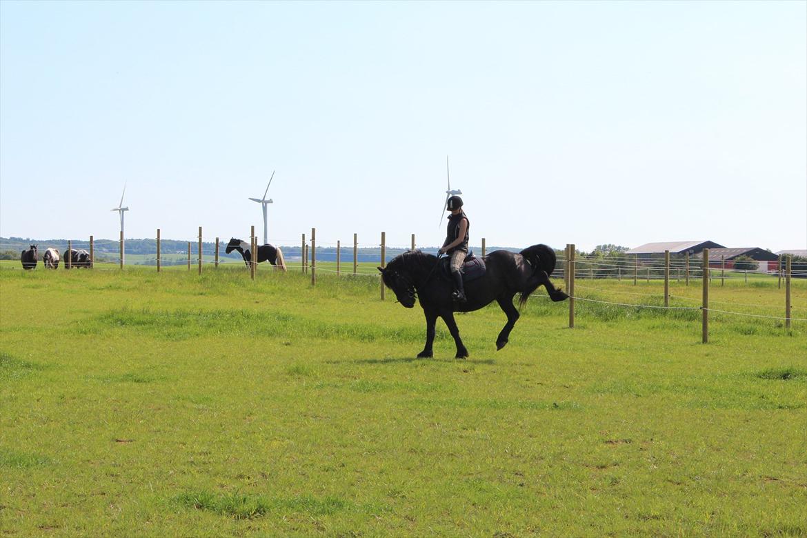 Barockpferd McArthur *SOLGT* - Charlotte og bukkemanden i fuld vigør, træls hun blev hængende :o) tænkte Arthur. billede 10
