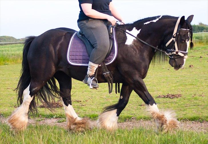 Irish Cob Pam ~ Prinsessen ~ - <3 <3 <3 Når vi ridder en hest, så låner vi frihed...!! <3 <3 <3 billede 11