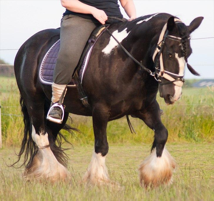 Irish Cob Pam ~ Prinsessen ~ - ~ Hvis gud har skabt noget smukkere end hesten, så har han beholdt det for sig selv...!! ~  billede 12