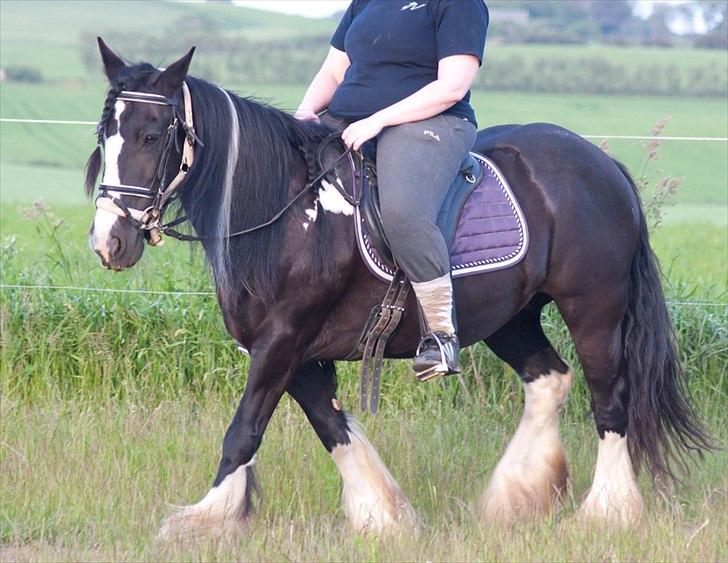 Irish Cob Pam ~ Prinsessen ~ - >> Venlighed er min religion.. << - Dalai Lama billede 19