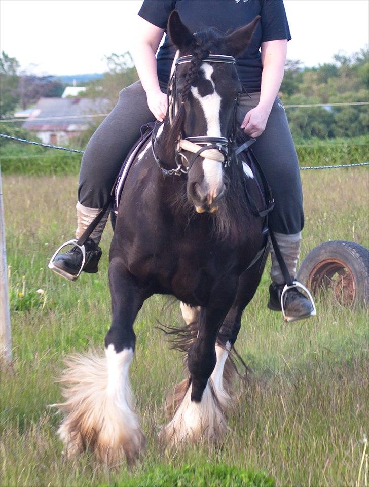 Irish Cob Pam ~ Prinsessen ~ - ~ Hesten's mest naturlige ønske, er at leve i og samarbejde og IKKE i konflikt..!! ~ - Kelly Marks  billede 18