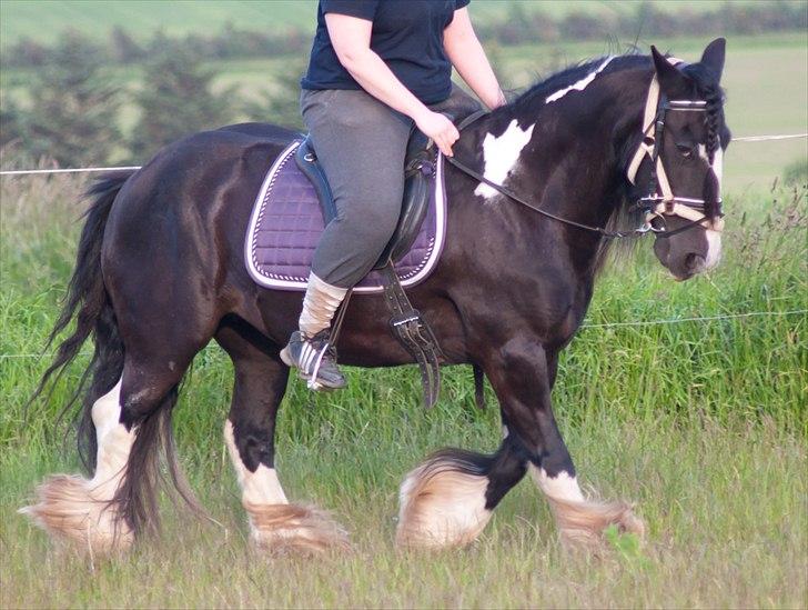 Irish Cob Pam ~ Prinsessen ~ - ¤ DER KAN IKKE VÆRE VENSKAB, HVIS DER IKKE ER FRIHED..!! ¤ - William Penn billede 6