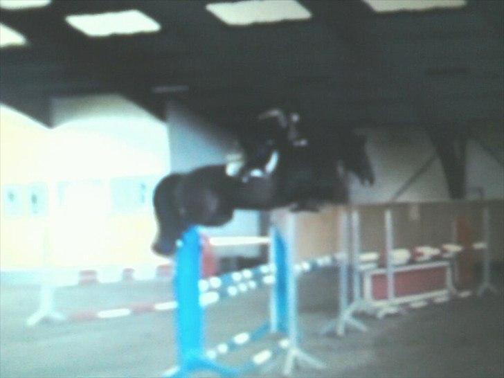 Holstener Carlos "Solgt til USA" - elsker det her billede også selvom kvaliteten ikke er så god ;-) Da jeg var ude og prøve søde Carlos <3  billede 14