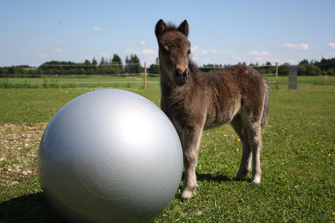 Shetlænder Fiona A Bacoon # SOLGT# - Hendes første møde med bolden. billede 1