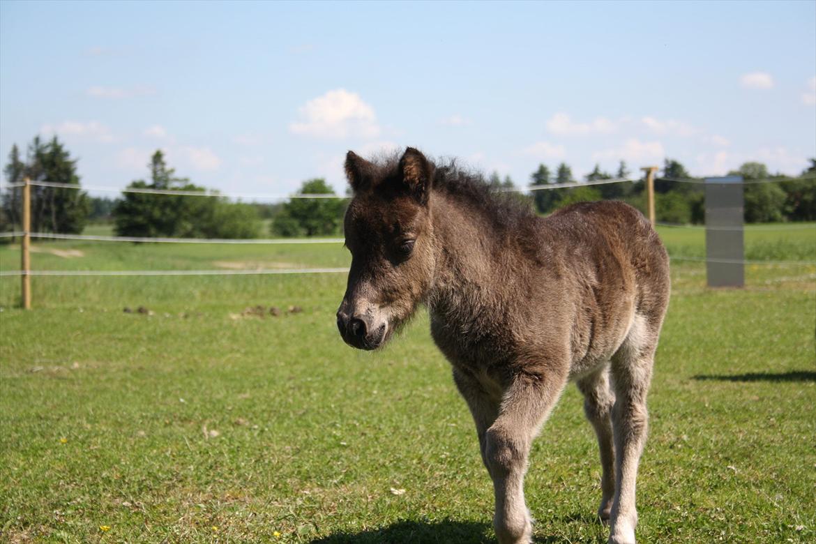 Shetlænder Fiona A Bacoon # SOLGT# billede 11