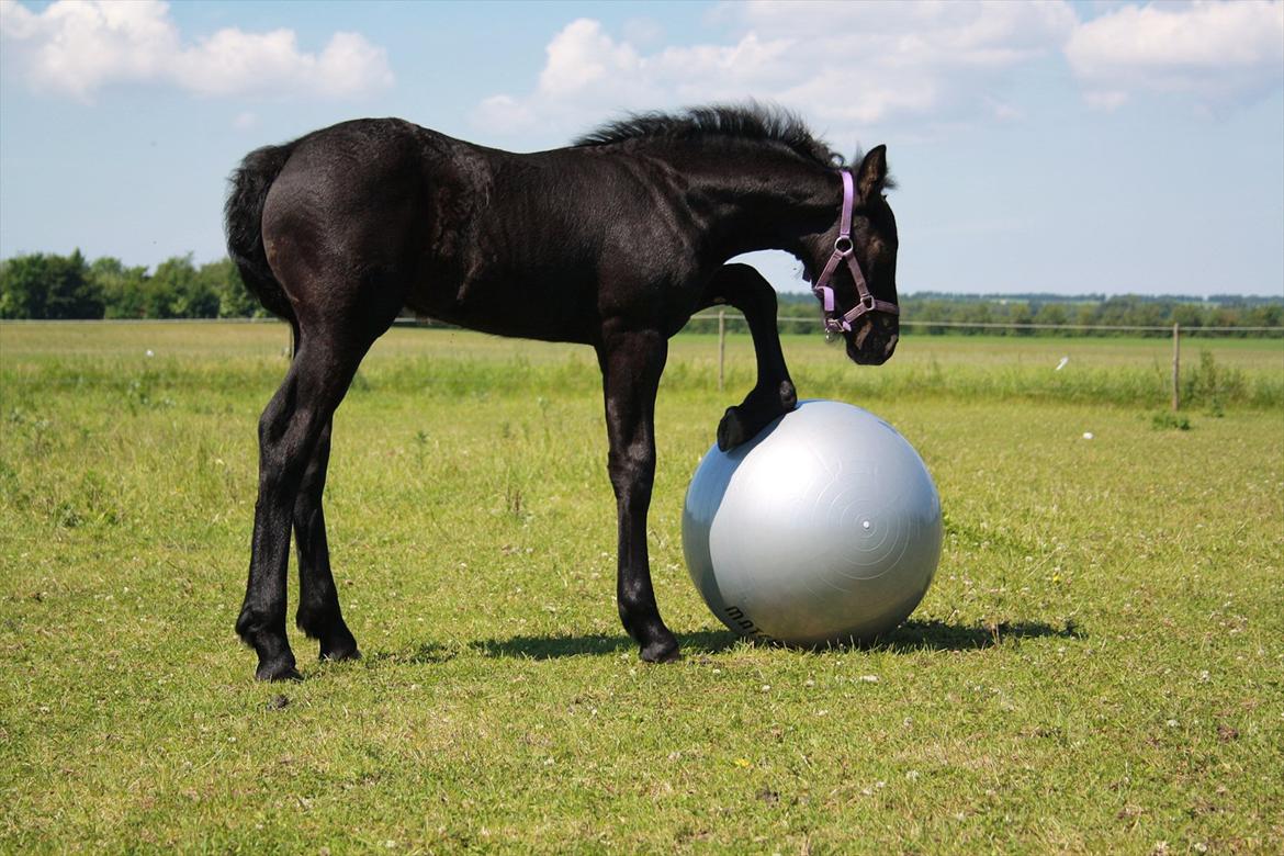 Anden særlig race Enya A Bacoon#SOLGT# billede 12