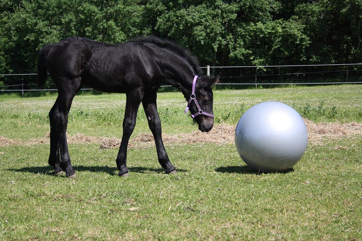 Anden særlig race Enya A Bacoon#SOLGT# - Hvad er dog det for en ?? billede 13