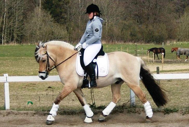 Fjordhest Lue klattrup - Opvarmning til 4. stævne i april 2012 på hjemmebane :) billede 18