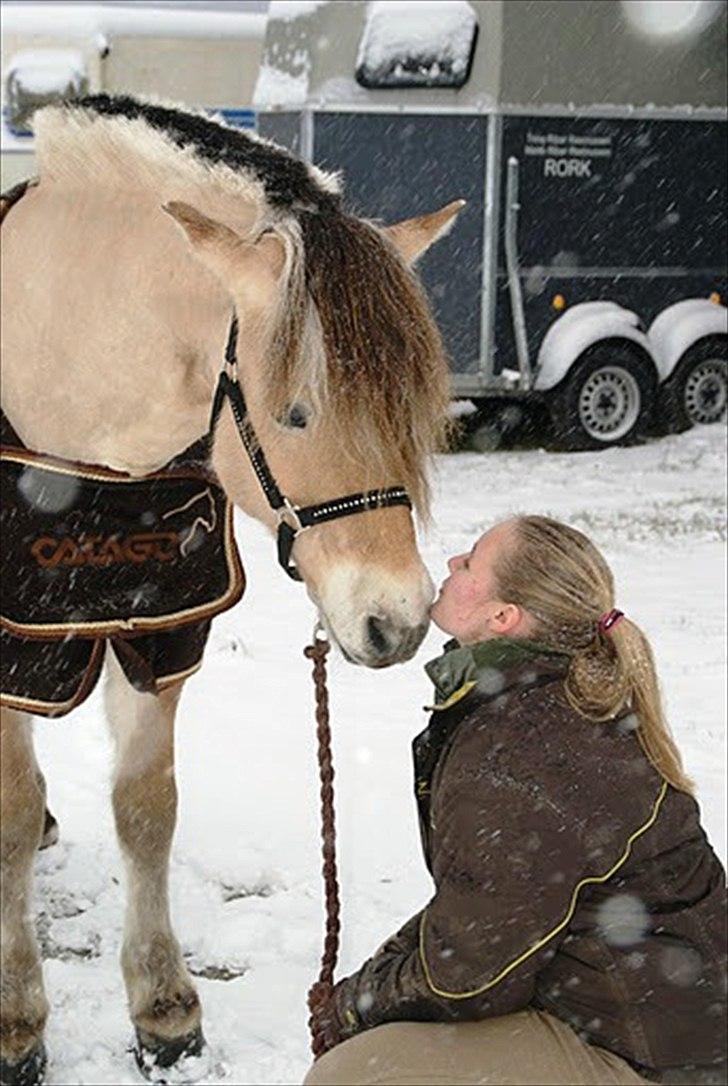 Fjordhest Lue klattrup - Hejsa smukke :) billede 20