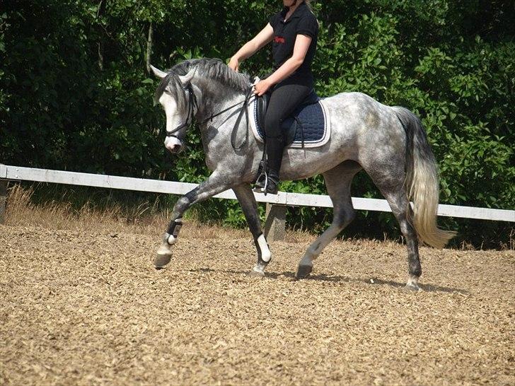 Anden særlig race Kenya - Træning hjemme sommer 2012 billede 2