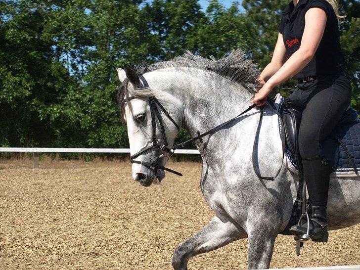 Anden særlig race Kenya billede 7