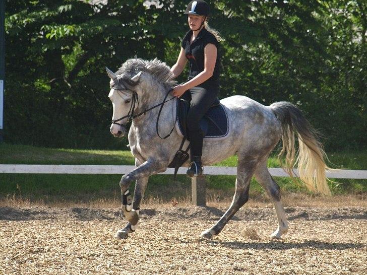 Anden særlig race Kenya - sommer 2012 billede 8