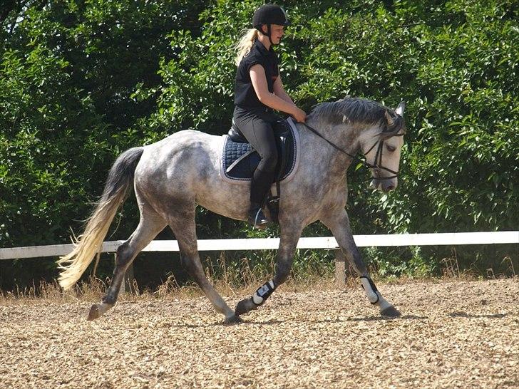 Anden særlig race Kenya - sommer 2012 billede 4