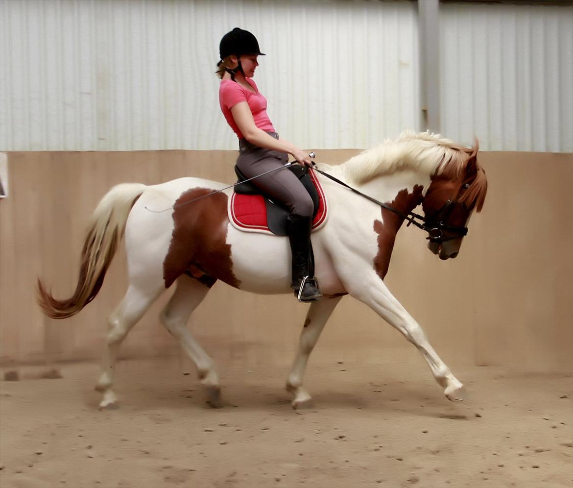 Pinto Prins Sylwester Nyberg hingst billede 14