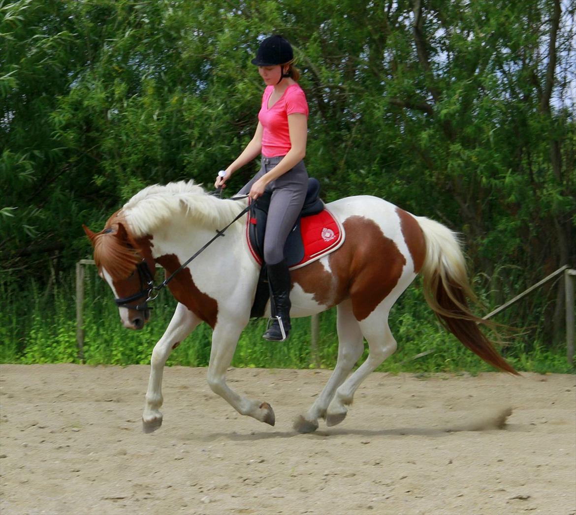 Pinto Prins Sylwester Nyberg hingst billede 15