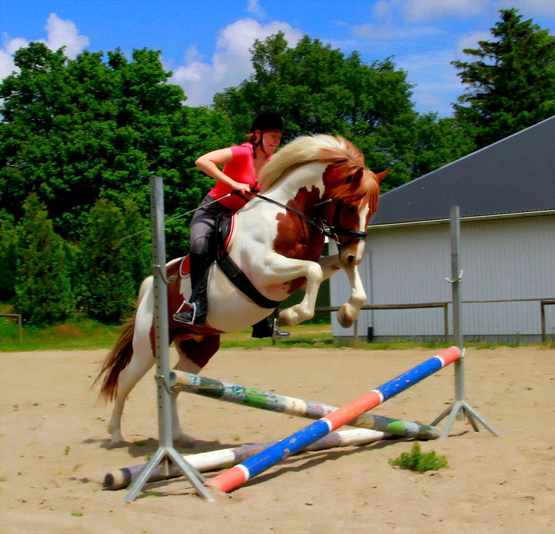 Pinto Prins Sylwester Nyberg hingst billede 16