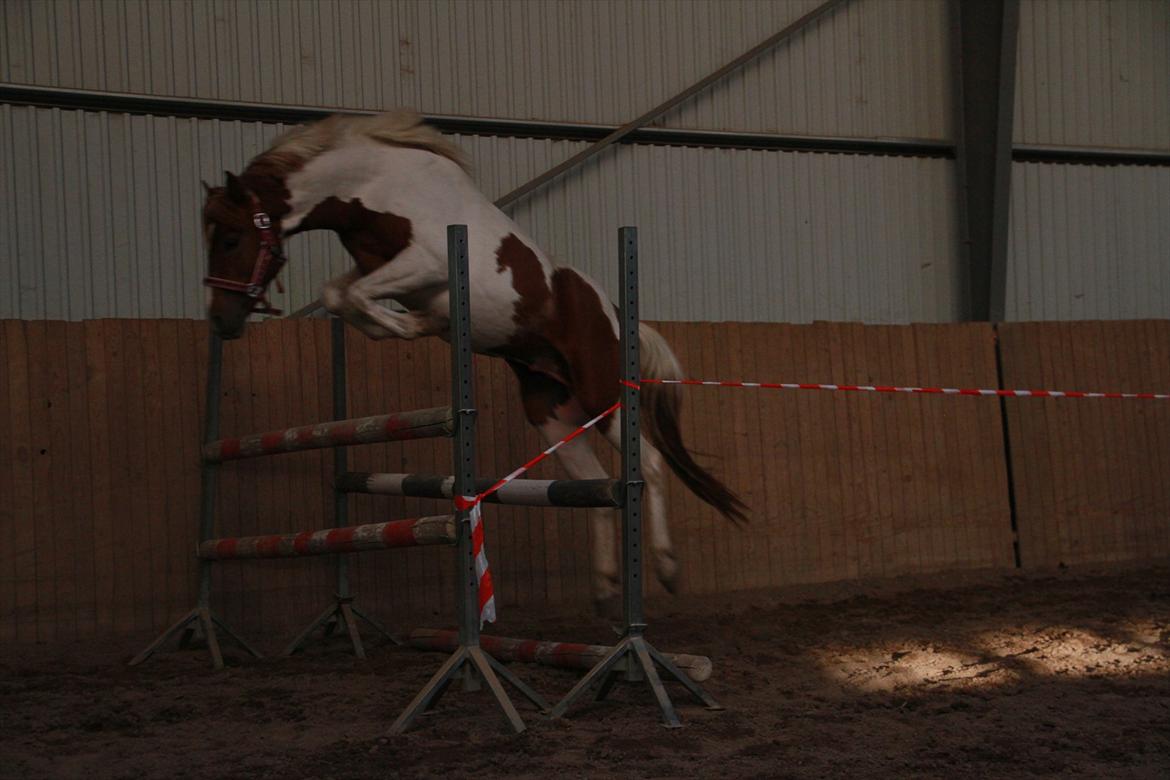 Pinto Prins Sylwester Nyberg hingst billede 17