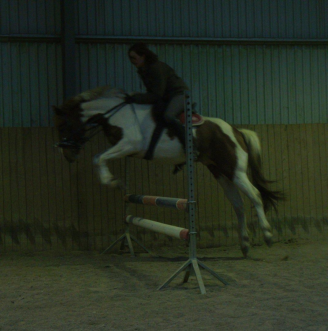 Pinto Prins Sylwester Nyberg hingst billede 18