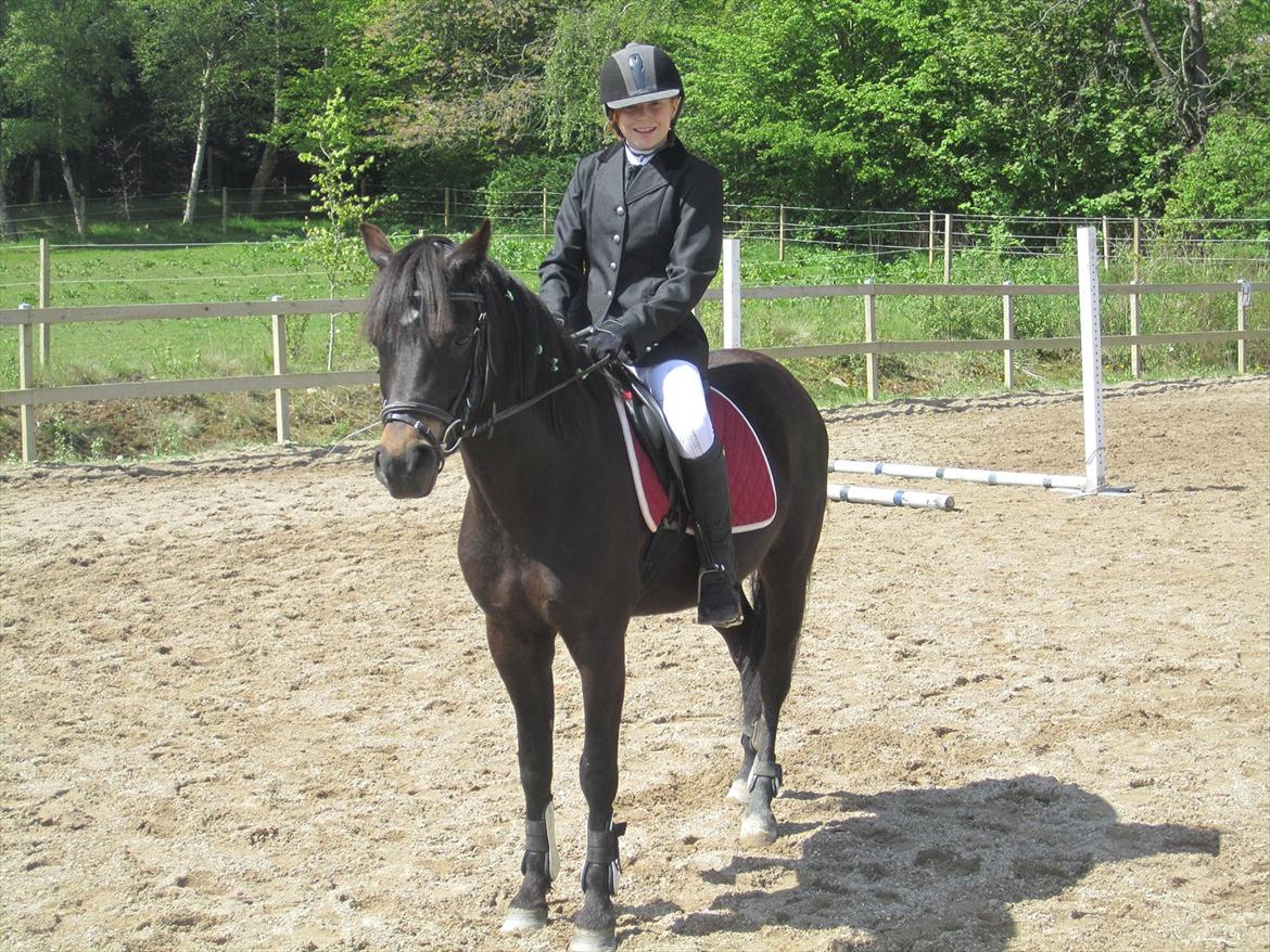 New Forest Løgtholt´s Bastian <3  - what doesn´t  kill, just make you stronger !<3 billede 7