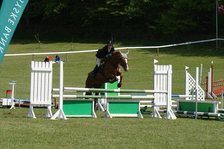 Dansk Varmblod Stald Benzon `s Laqui billede 1