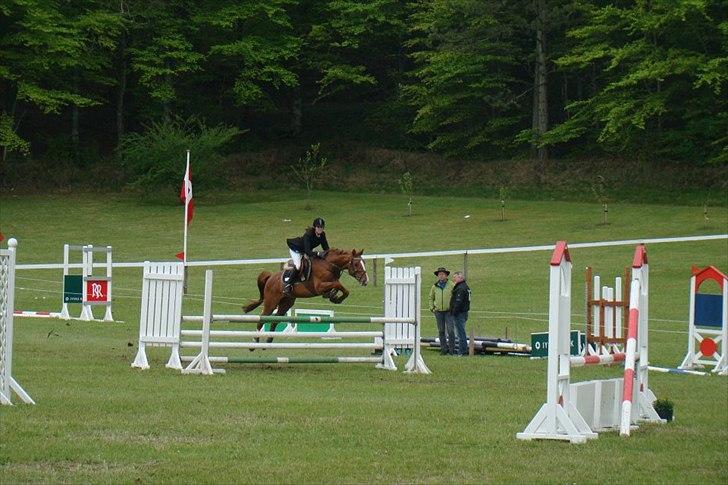 Dansk Varmblod Stald Benzon `s Laqui billede 3