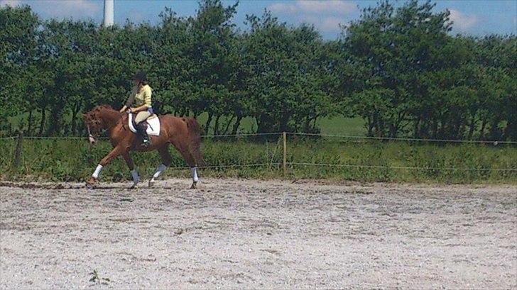 Dansk Varmblod Stald Benzon `s Laqui billede 4