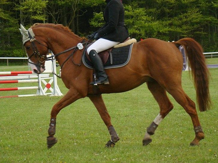 Dansk Varmblod Stald Benzon `s Laqui billede 5