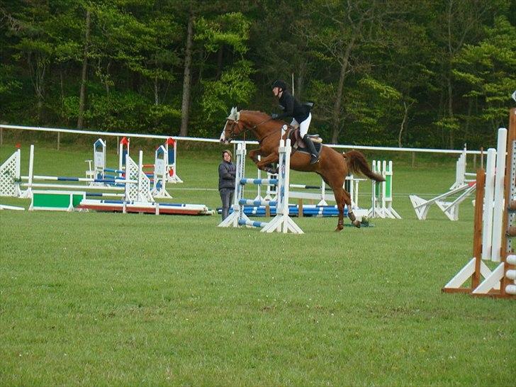 Dansk Varmblod Stald Benzon `s Laqui billede 2