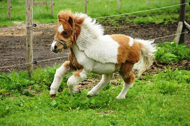 Shetlænder Haabet´s My Spot - My Spot 5 mdr. gammel. billede 1