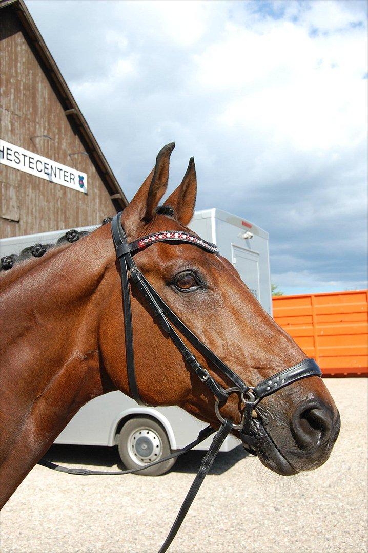 Dansk Varmblod Markgårds Donnewind - DM på Broholm 2012. Pandebåndet er fra min sponsor KVDesign :) billede 10