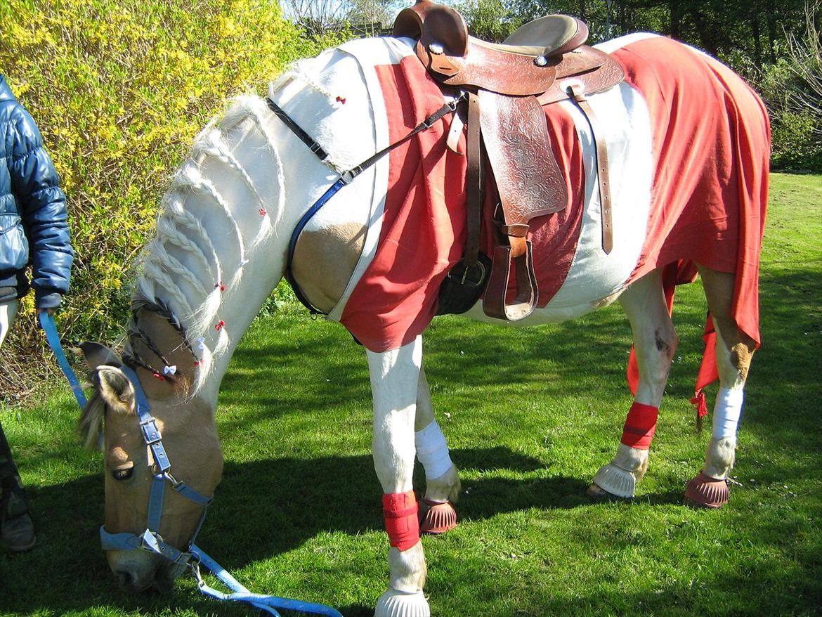 Anden særlig race Victoria <3 R.I.P <3 :'( Savner dig :'( <3 - Smukke fødselsdags hest :) <3 billede 20