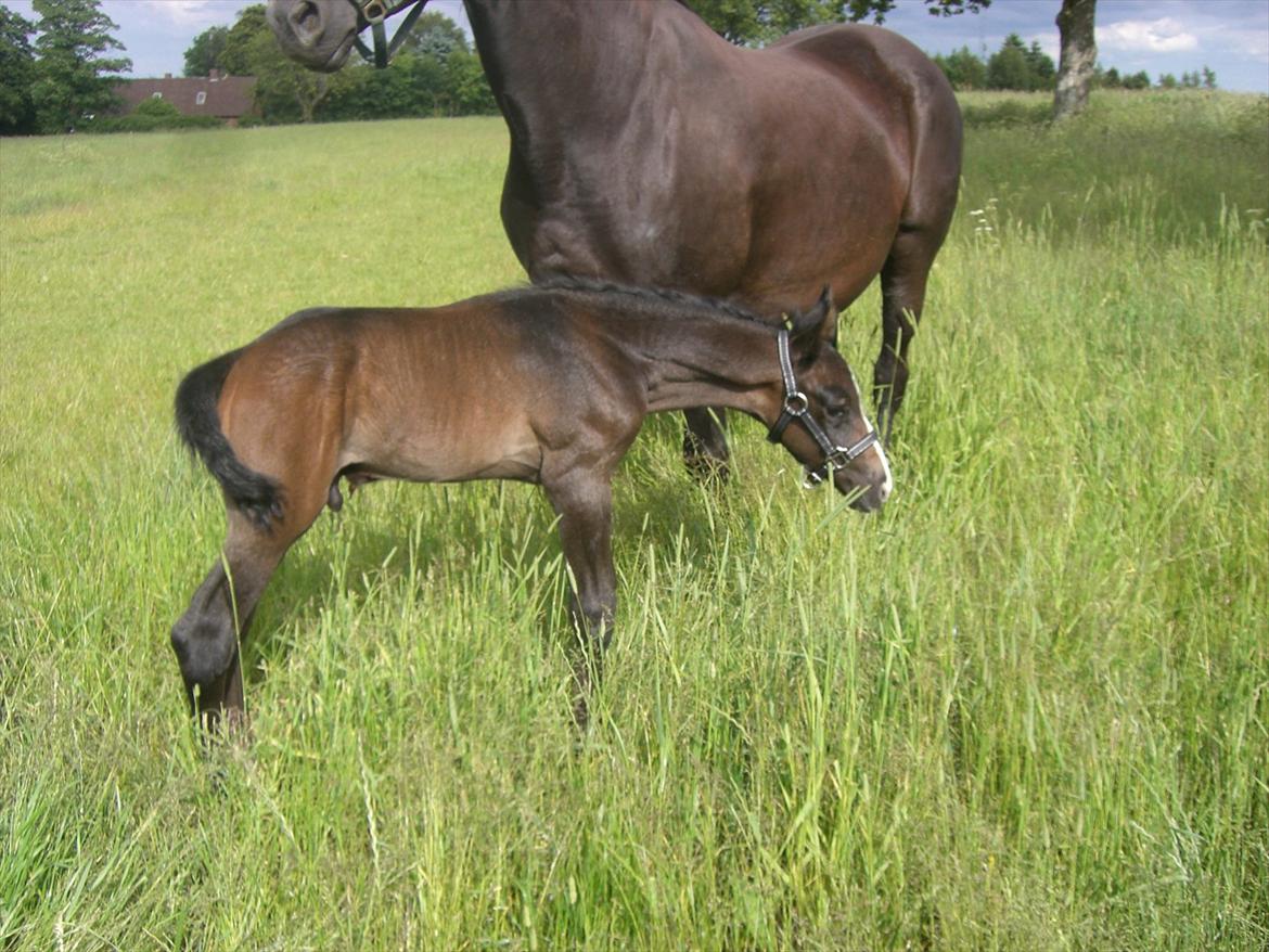 Sportsaraber (A) BS Laschano billede 3