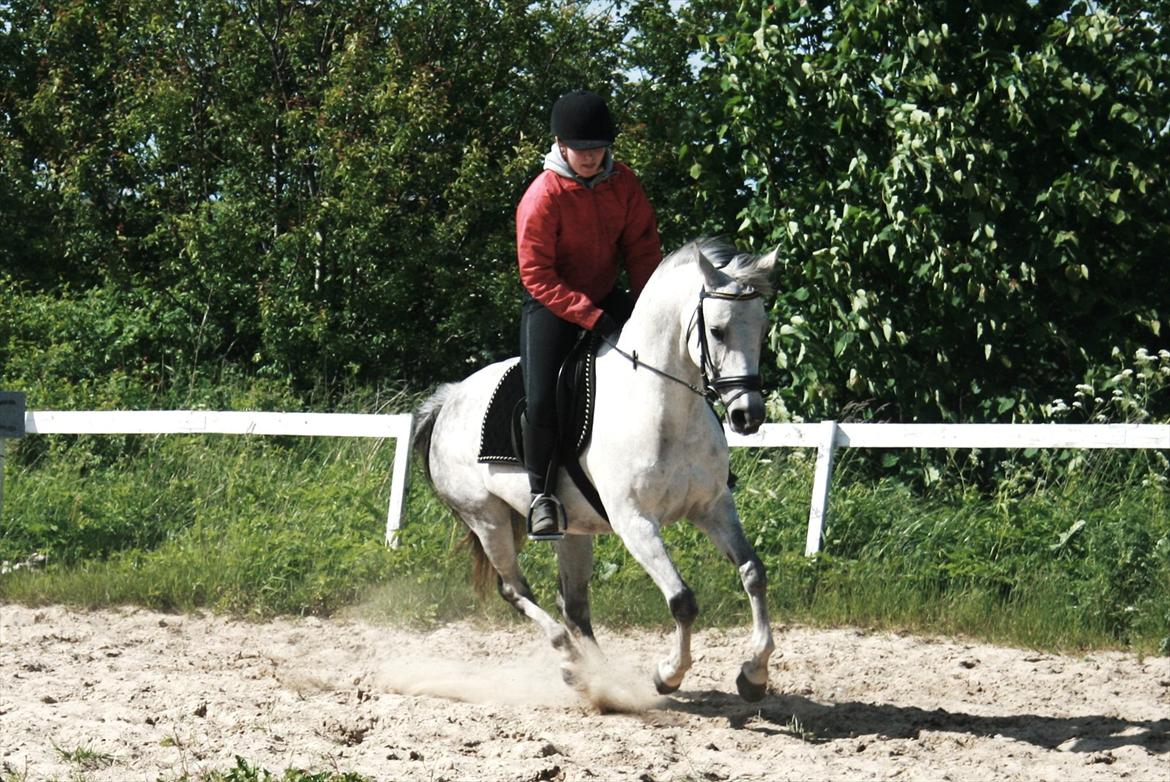 DSP Ally Divine - Foto: "foto-Jannie" billede 11