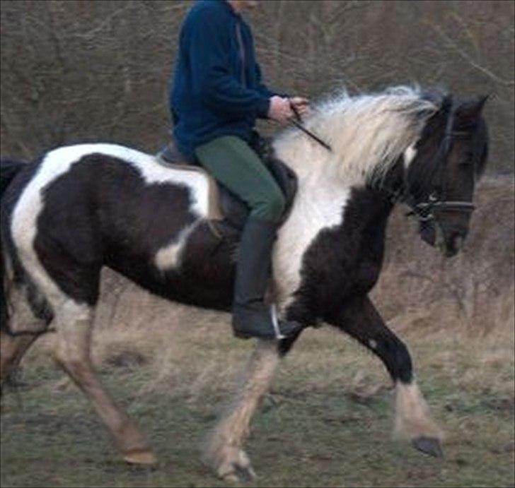 Irish Cob Crossbreed Nova - tidligere hest - R:I:P billede 11