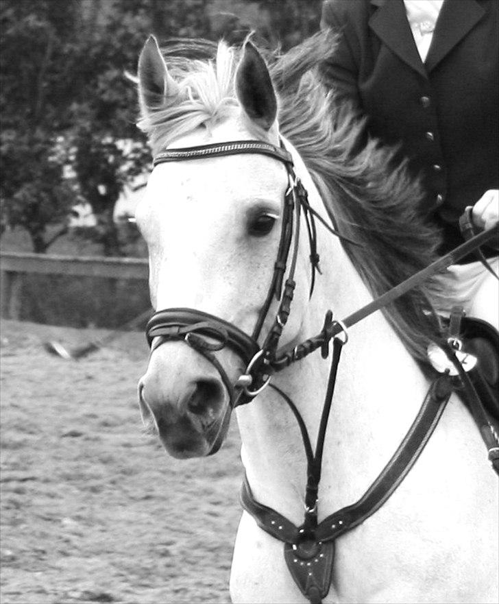 DSP Ally Divine - Foto: "foto-Jannie" billede 18