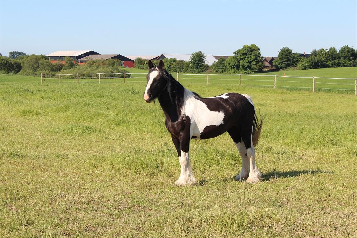 Irish Cob Haven´s Mille *SOLGT* - Mille ser nysgerrigt efter den nye "nabo" Shanti og Mella. 20 juni. billede 11