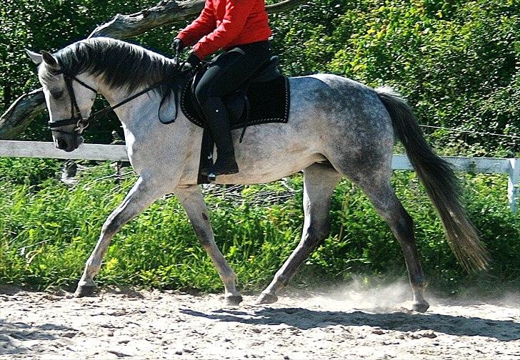 DSP Ally Divine billede 20