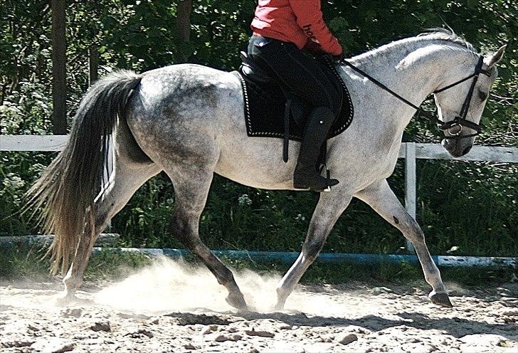 DSP Ally Divine - Foto: "foto-Jannie" billede 7